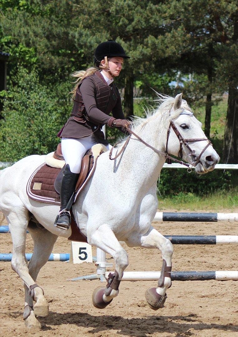 Connemara Kalle  - Seje Kalle<3 LC NØR billede 19