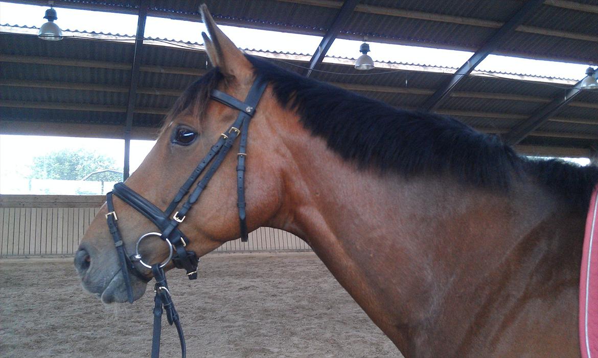 Fuldblod (XX) Rock The Socks - Prinsessen<3 JUNI 2012 *Foto: mig*
 billede 15