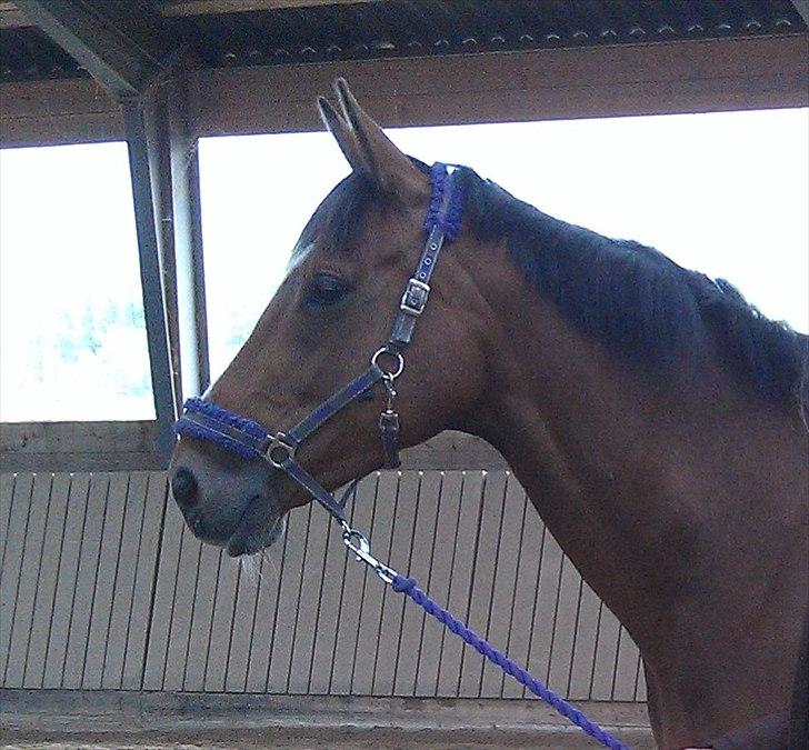 Fuldblod (XX) Rock The Socks - Prinsessen<3 JUNI 2012 *Foto: mor* billede 17