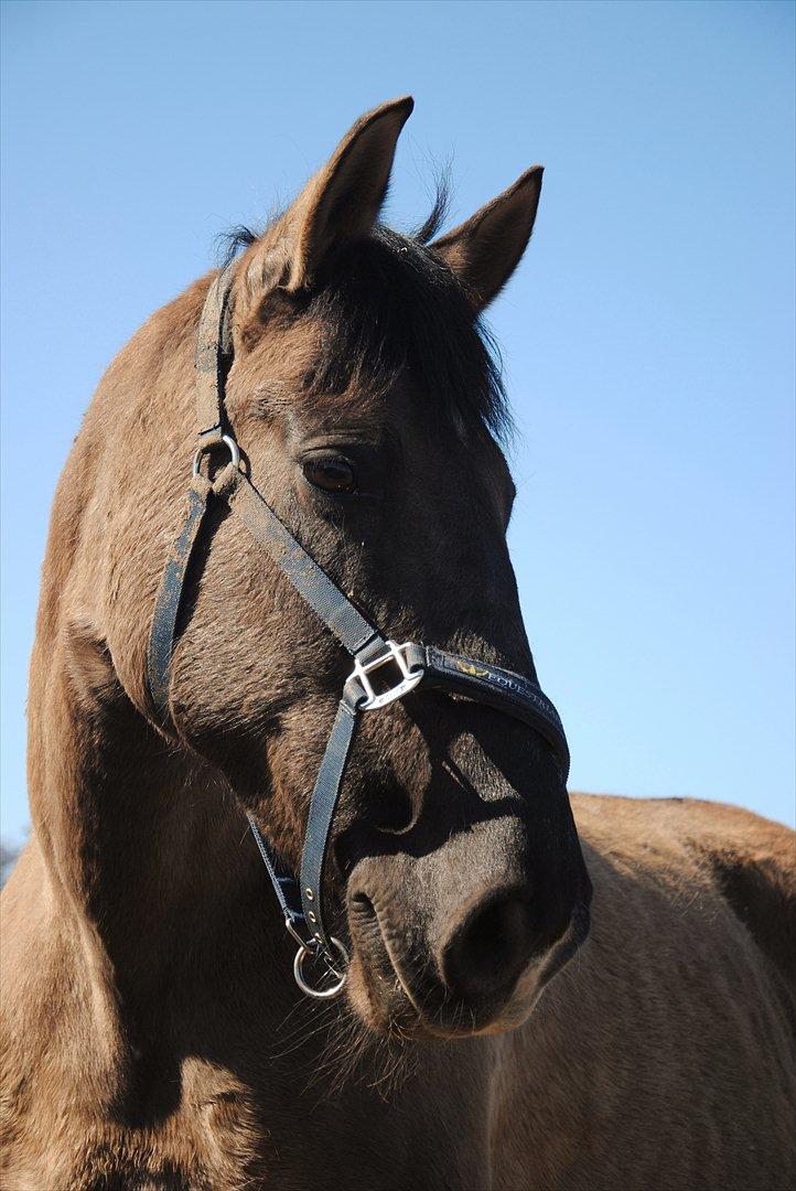 Anden særlig race Julle - Poserer for fotografen billede 3