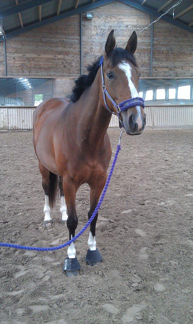 Fuldblod (XX) Rock The Socks - Prinsessen i ridehus, første dag  JUNI 2012 *Foto: mig* billede 18