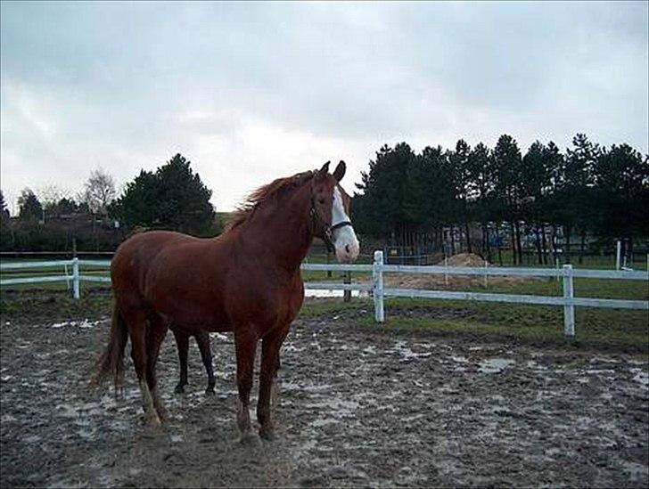 Frederiksborg Mulle billede 5