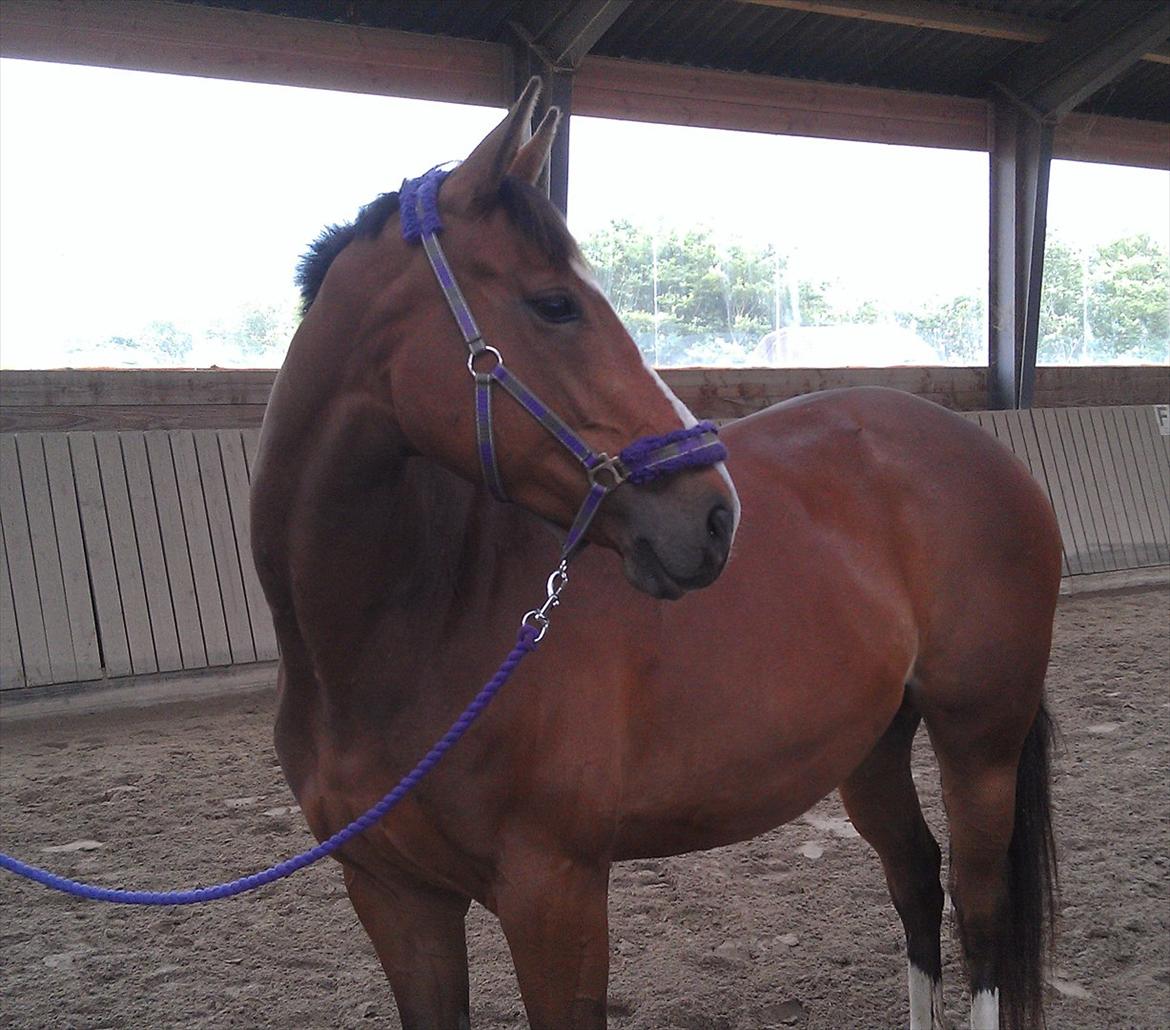 Fuldblod (XX) Rock The Socks - Smukke hest! JUNI 2012 *Foto: mig* billede 19