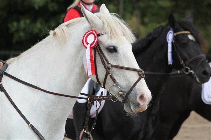 Anden særlig race Irish Patch - 2011 billede 9