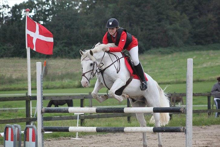 Anden særlig race Irish Patch - 2011 billede 2