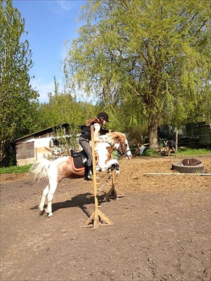 Pinto Araber Düchess - Giver ikke så meget efter, da jeg ikke troede hun ville tage det ;-)).
Foto: Melaniiie;-**. billede 20
