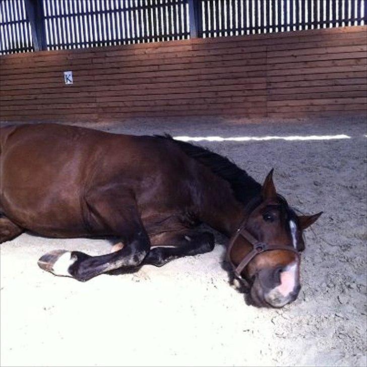 DSP Nørlunds Argentan SOLGT billede 19