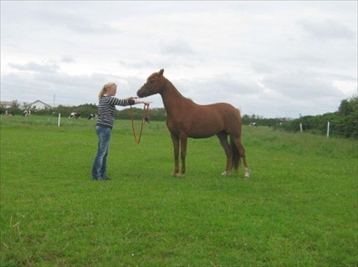 Arabisk fuldblod (OX) FE Goldie Symfoni - Juni 2012
Hvad er det hun mener, hvilken ben.....? billede 3