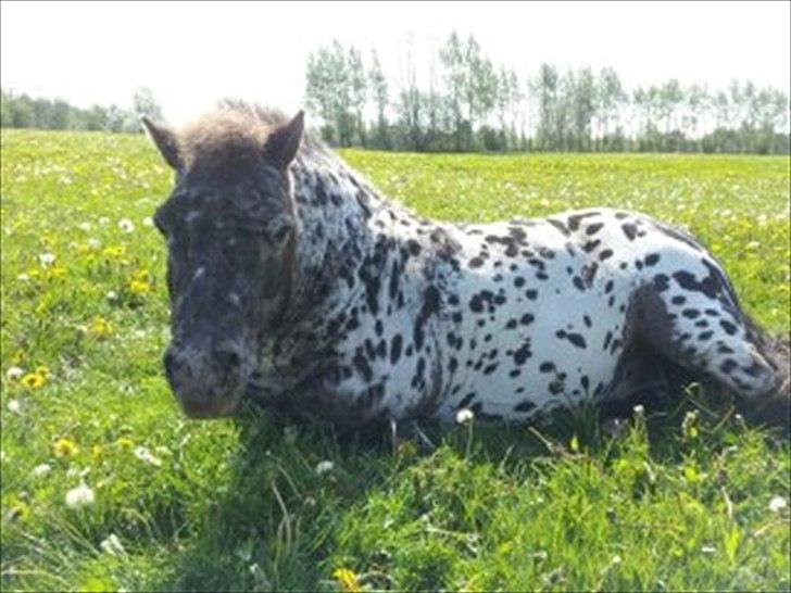 Appaloosa Topper billede 19