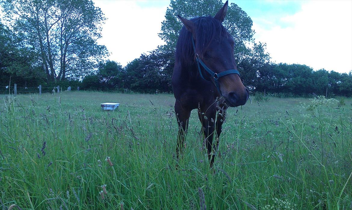 Dansk Varmblod Magic's Zalvaro billede 10