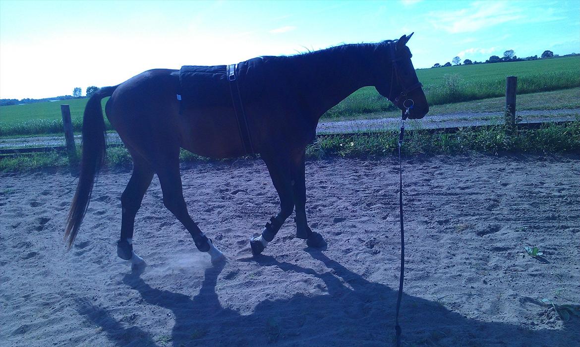 Dansk Varmblod Magic's Zalvaro billede 11