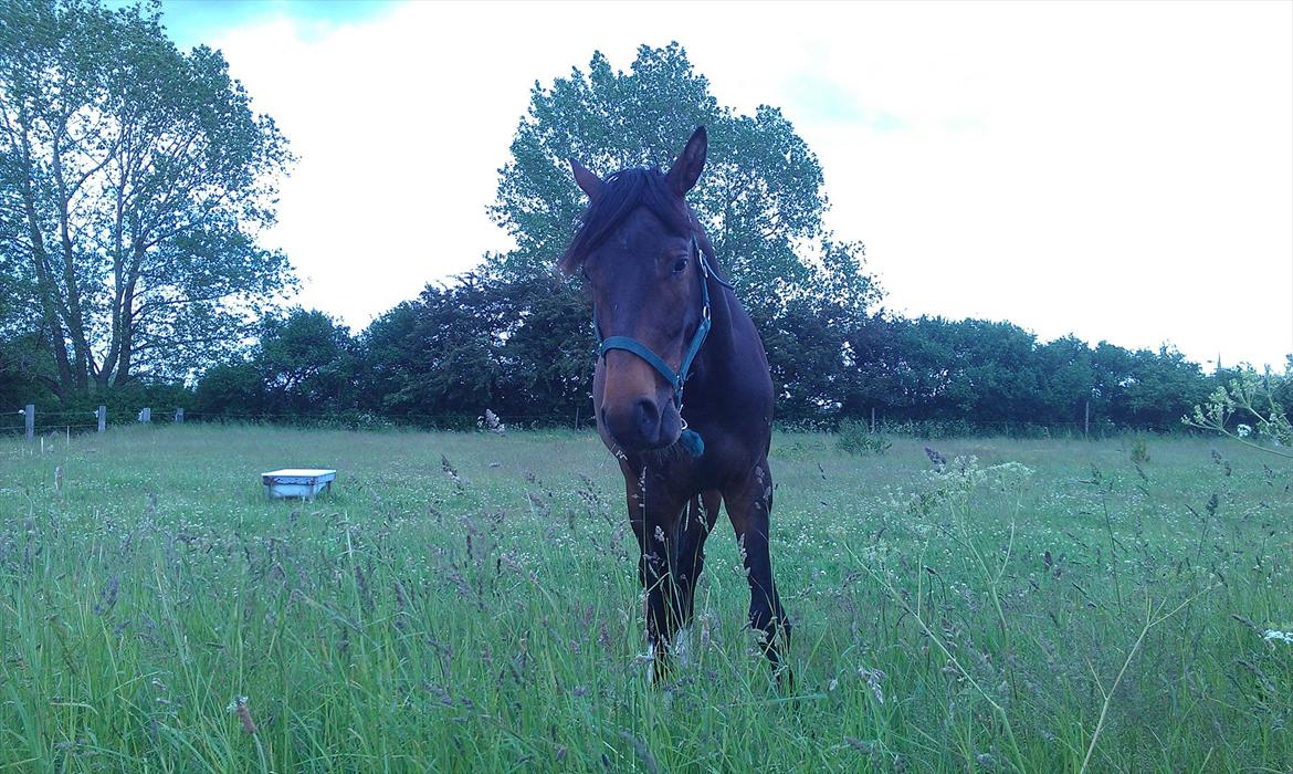 Dansk Varmblod Magic's Zalvaro billede 12