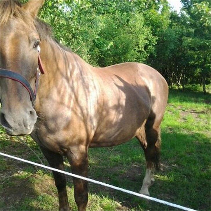 Anden særlig race Miss maja   (død) billede 17