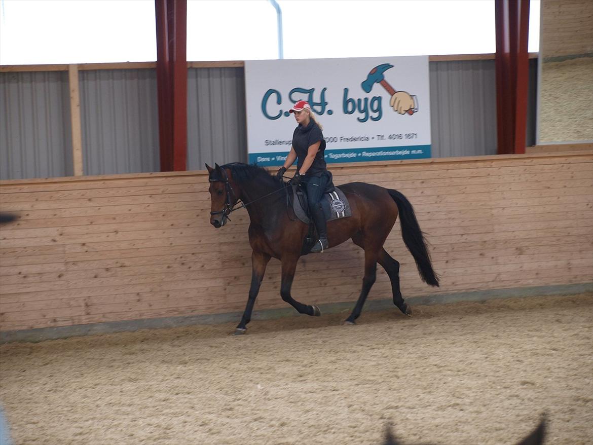 Dansk Varmblod Kidholms Wanilla billede 4