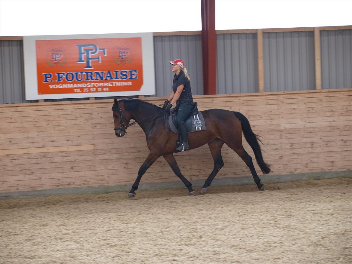 Dansk Varmblod Kidholms Wanilla billede 5