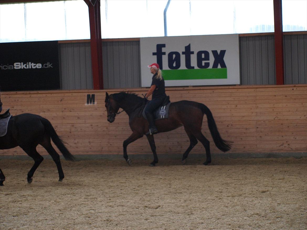 Dansk Varmblod Kidholms Wanilla billede 6