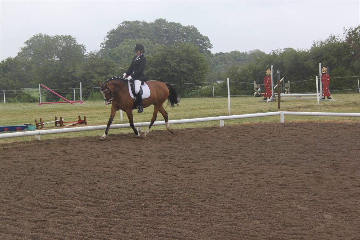 Anden særlig race Millenium Star    -Dressur stjerne<3 - Stævne RHE d. 09.06.12 billede 20