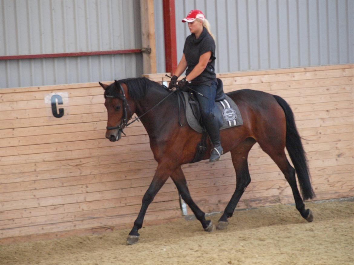 Dansk Varmblod Kidholms Wanilla billede 7