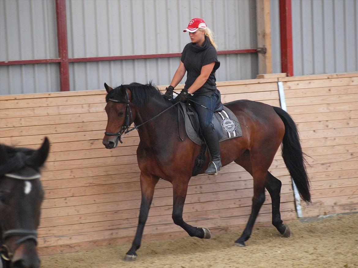 Dansk Varmblod Kidholms Wanilla billede 8