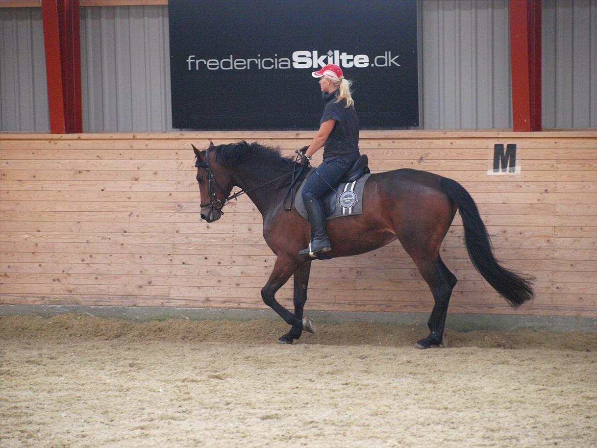 Dansk Varmblod Kidholms Wanilla billede 9