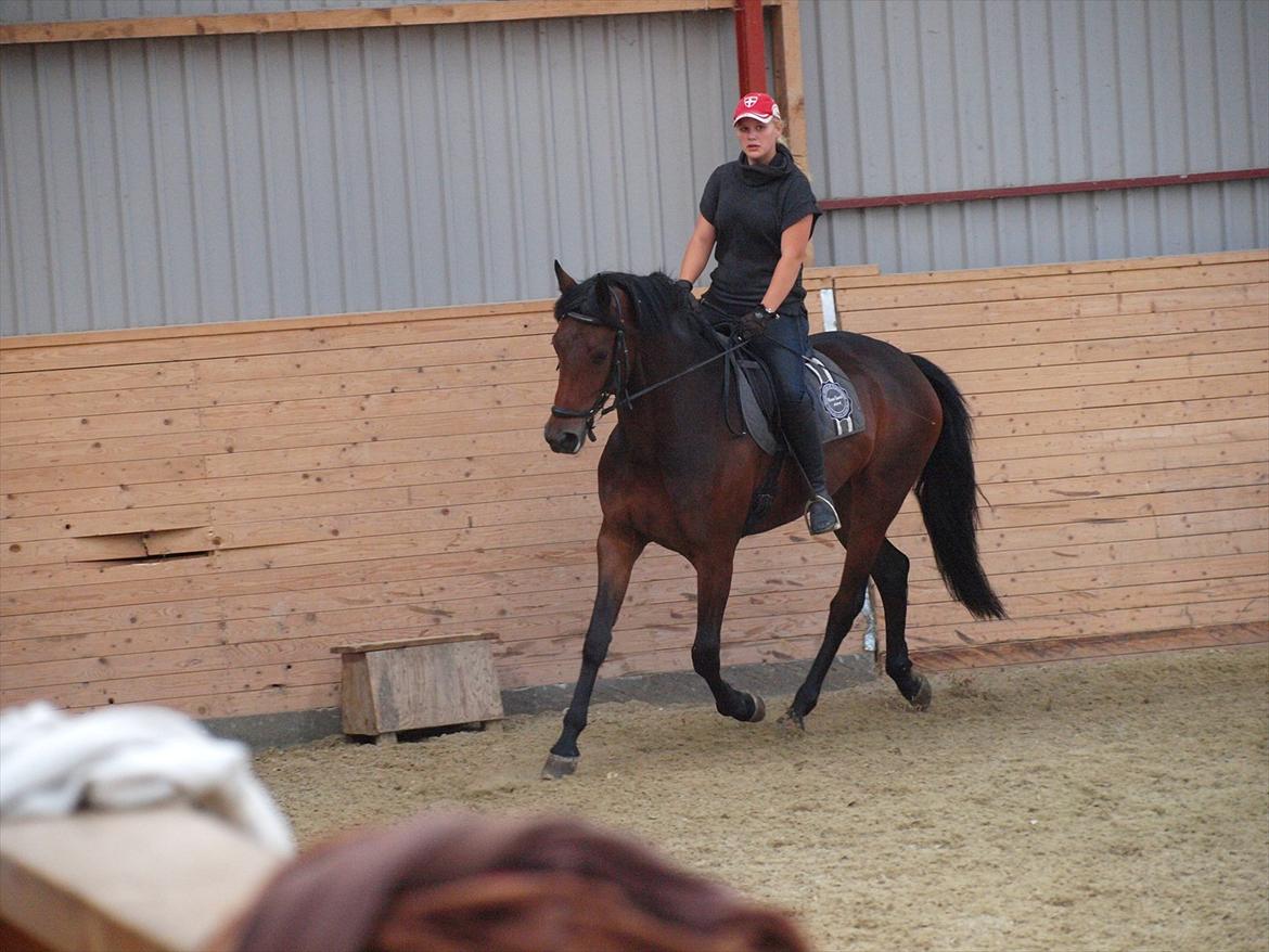 Dansk Varmblod Kidholms Wanilla billede 10