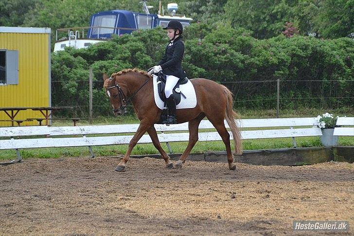 Welsh Pony af Cob-type (sec C) Tjekita - Vi er to men svæver som en ! <3
Fotograf: Kathrine Ahrenfeldt billede 19