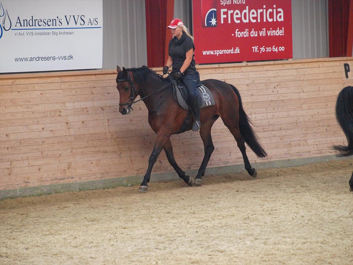 Dansk Varmblod Kidholms Wanilla billede 11