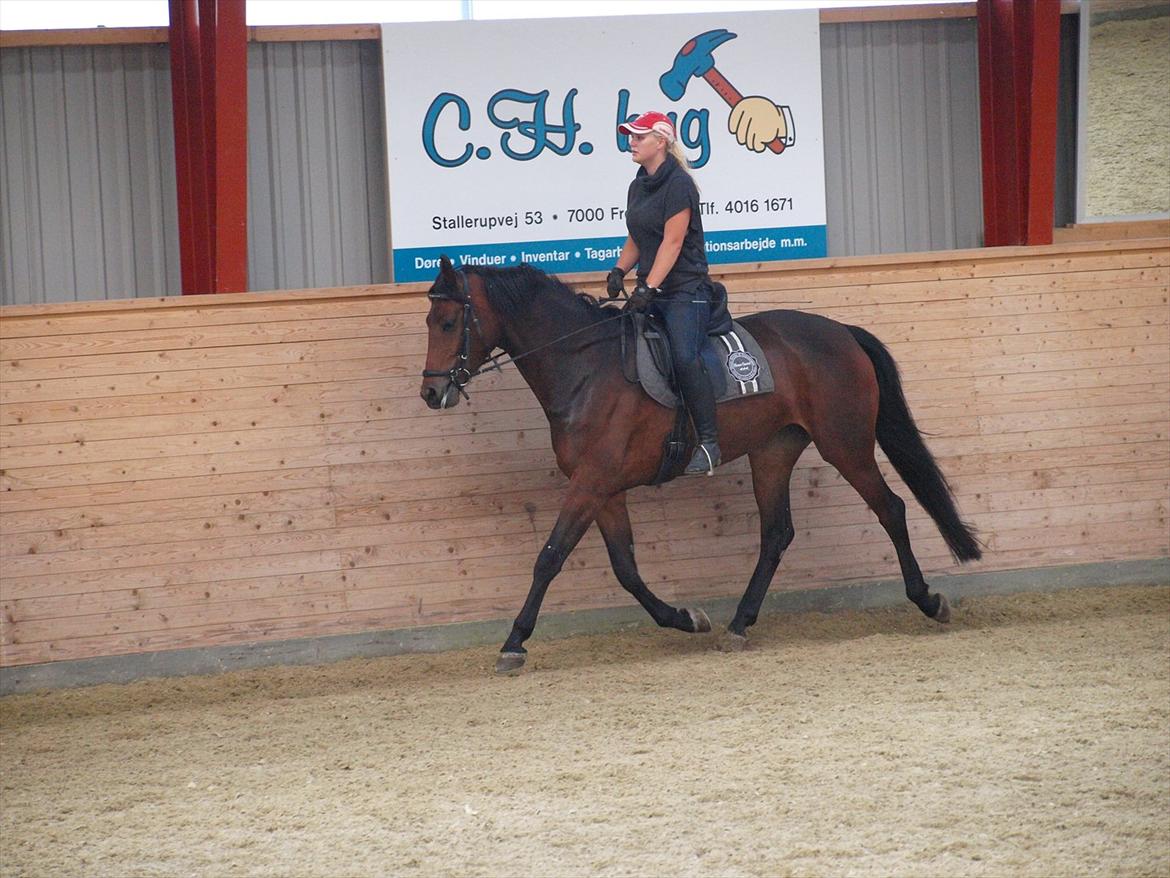 Dansk Varmblod Kidholms Wanilla billede 12