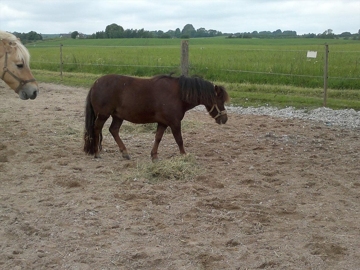 Shetlænder Lander's Sindy af Egedal (--Himmelpony--) billede 11