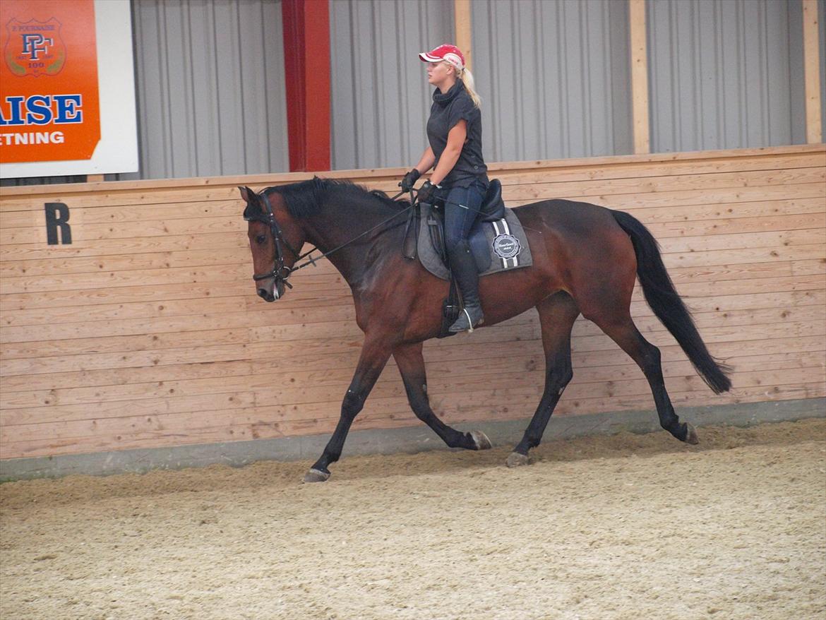 Dansk Varmblod Kidholms Wanilla billede 13