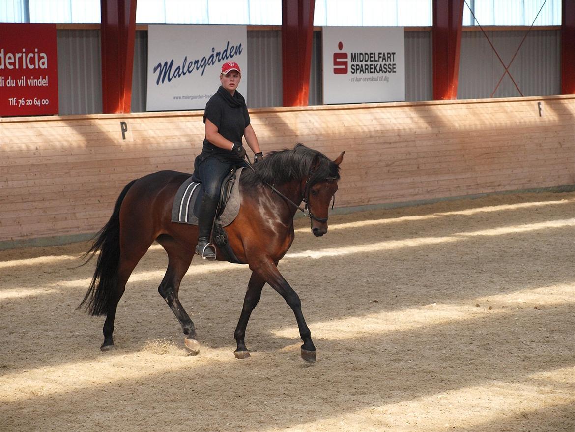 Dansk Varmblod Kidholms Wanilla billede 14