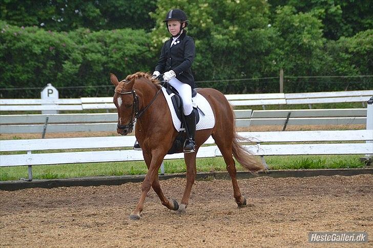 Welsh Pony af Cob-type (sec C) Tjekita - LC3 til 71,25%!<3Fotograf: Kathrine Ahrenfeldt billede 8