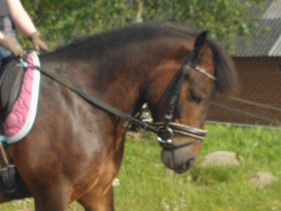 Anden særlig race Tinobello billede 5