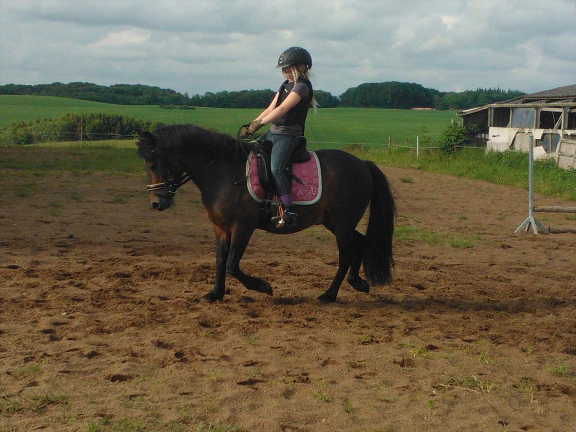 Anden særlig race Tinobello billede 6