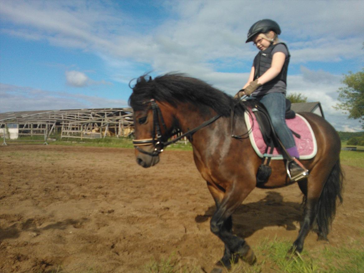 Anden særlig race Tinobello billede 8