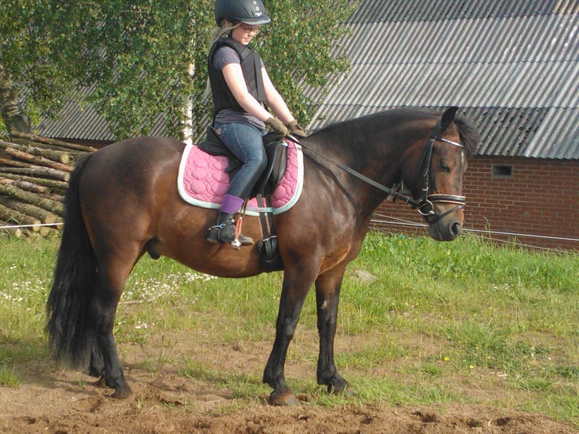 Anden særlig race Tinobello billede 10