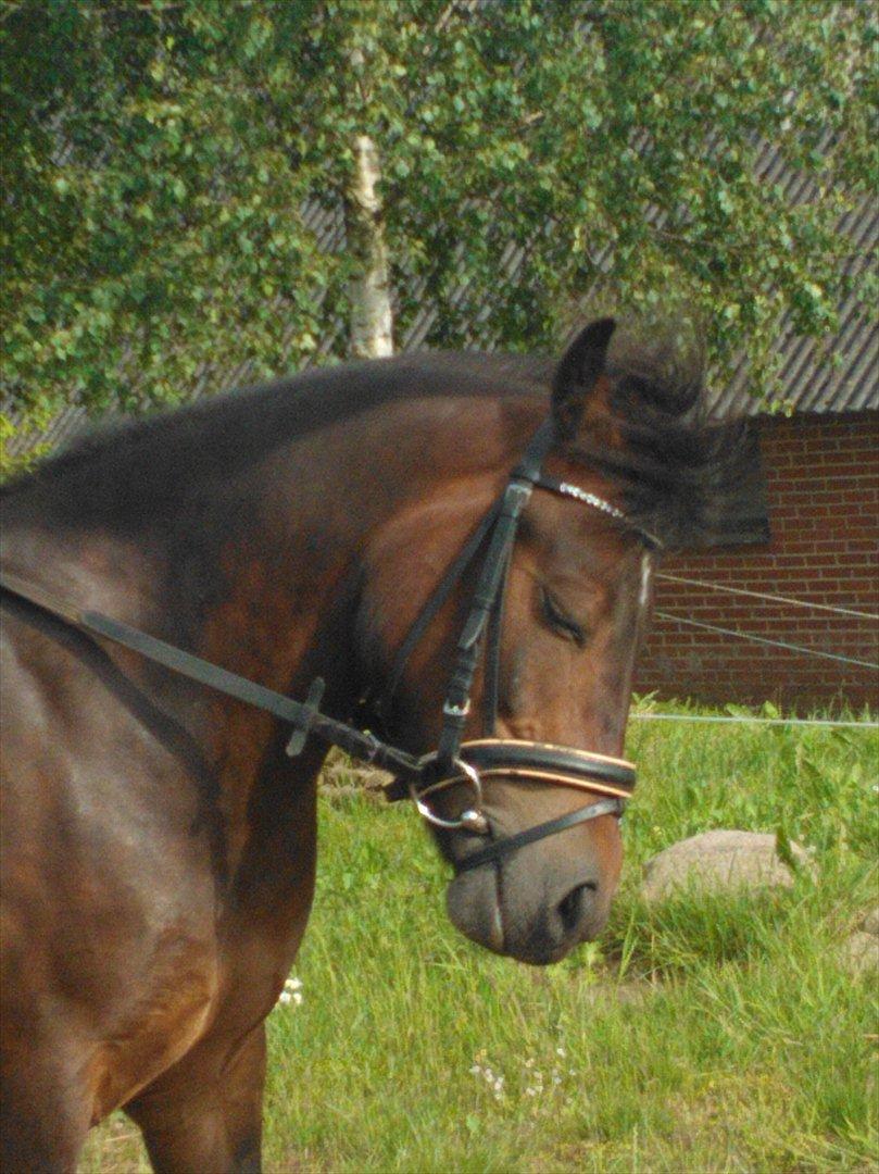 Anden særlig race Tinobello billede 11