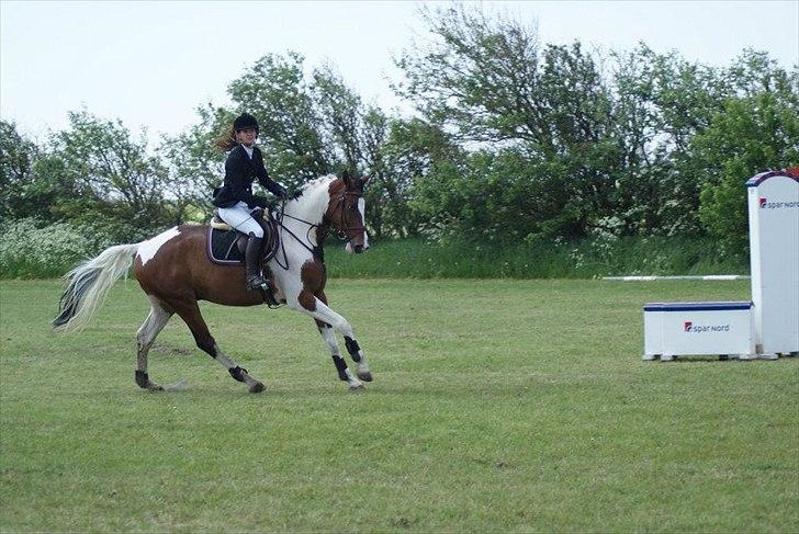 Pinto | Hidalgo [Tidl. lånehest] billede 6