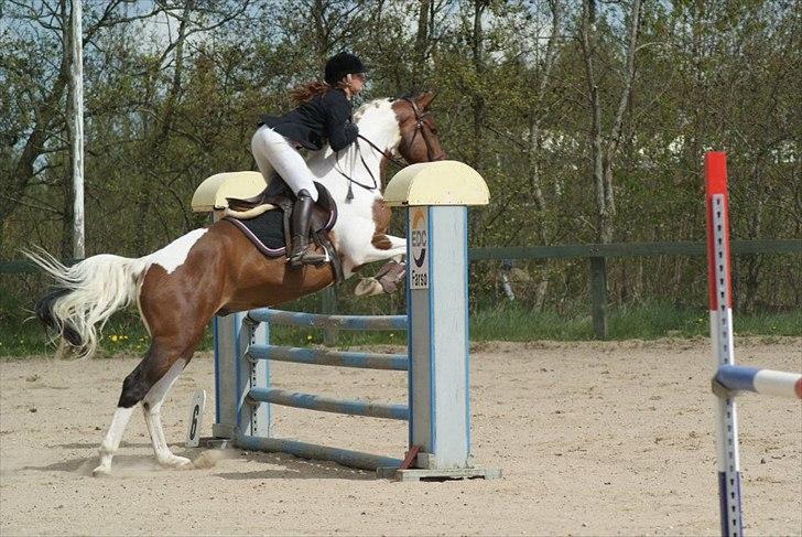 Pinto | Hidalgo [Tidl. lånehest] billede 8