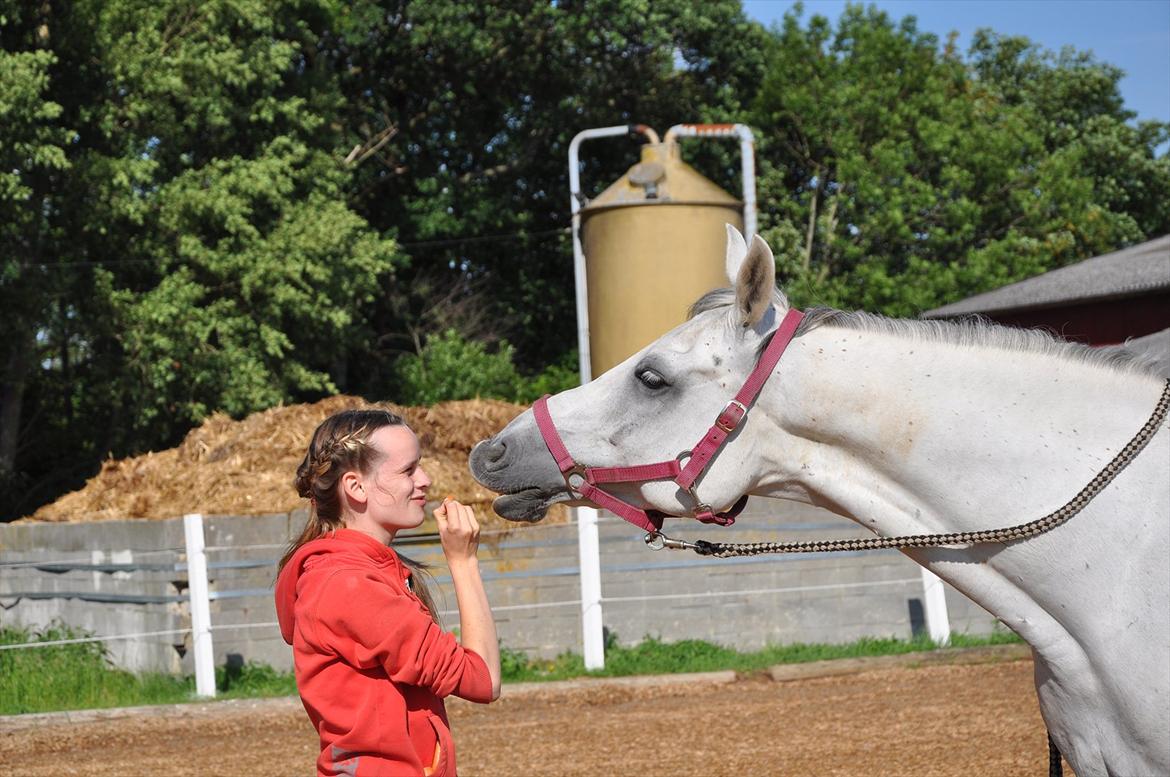 Arabisk fuldblod (OX) Wathana - - Jeg giver mit smil til alle, mit venskab til de fleste, men kun min kærlighed til én. billede 10