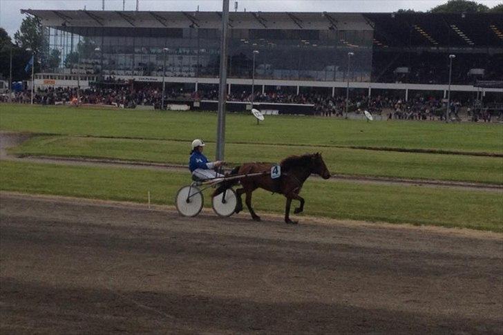 Gotlandsruss Gabriel Gross - Copenhagen Cup billede 9
