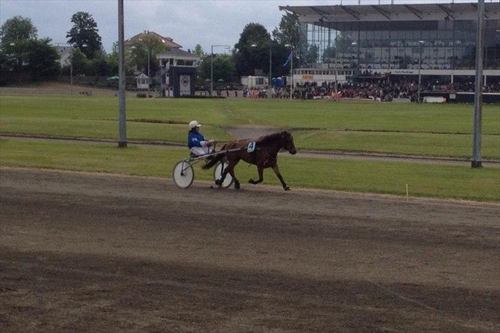 Gotlandsruss Gabriel Gross - Jeg elsker dig mere end 1000 ord kan beskrive :* billede 10