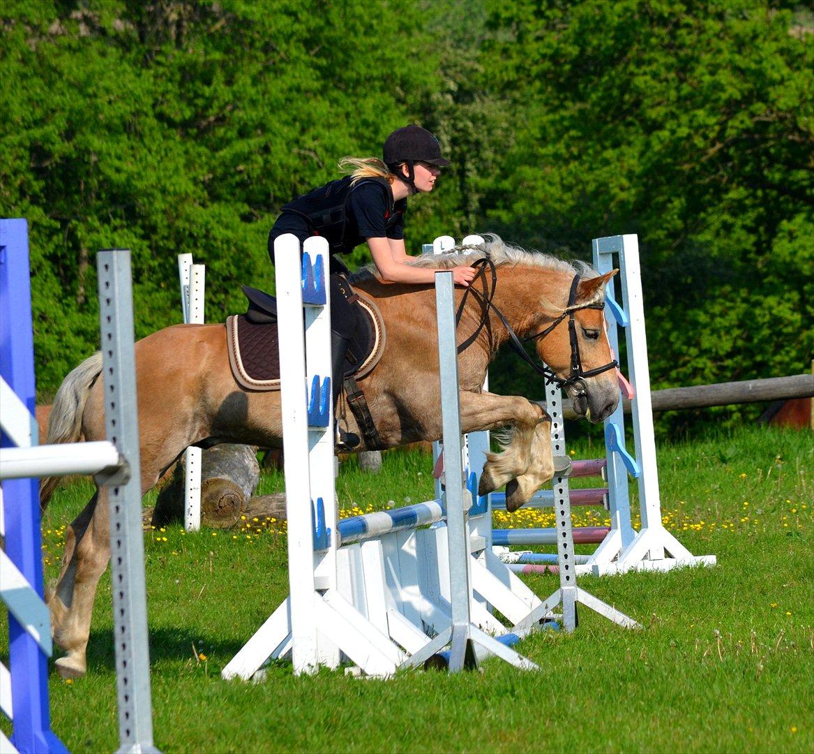 Haflinger Cody - Spring maj 2012
Foto: Cathrine Randrup billede 19