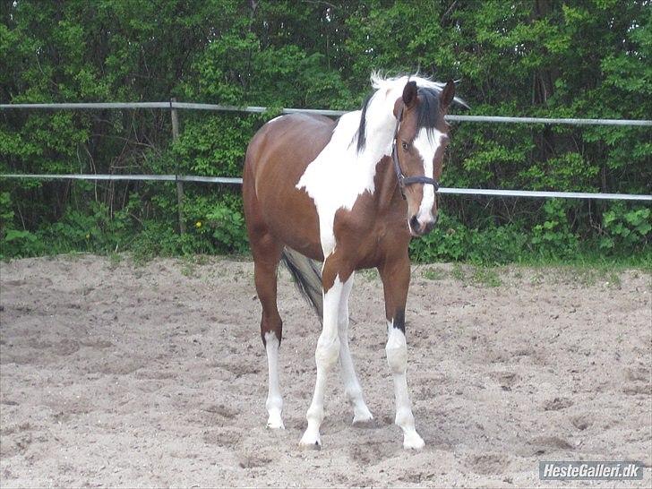 Pinto | Hidalgo [Tidl. lånehest] - 2 års! :-) billede 11