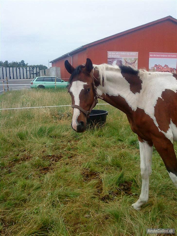 Pinto | Hidalgo [Tidl. lånehest] - og her som 1 års! :-) billede 12