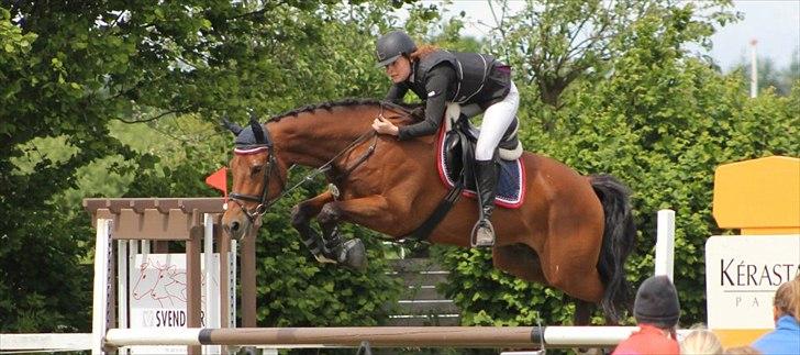 Dansk Varmblod Future Latino (Tino) billede 10