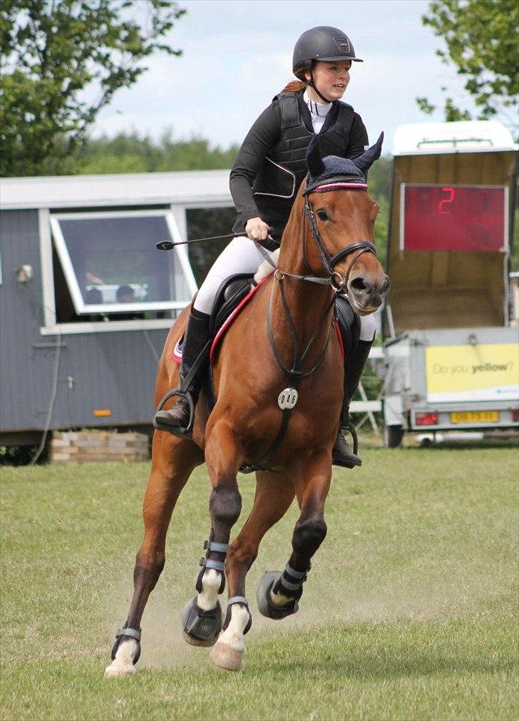 Dansk Varmblod Future Latino (Tino) billede 11