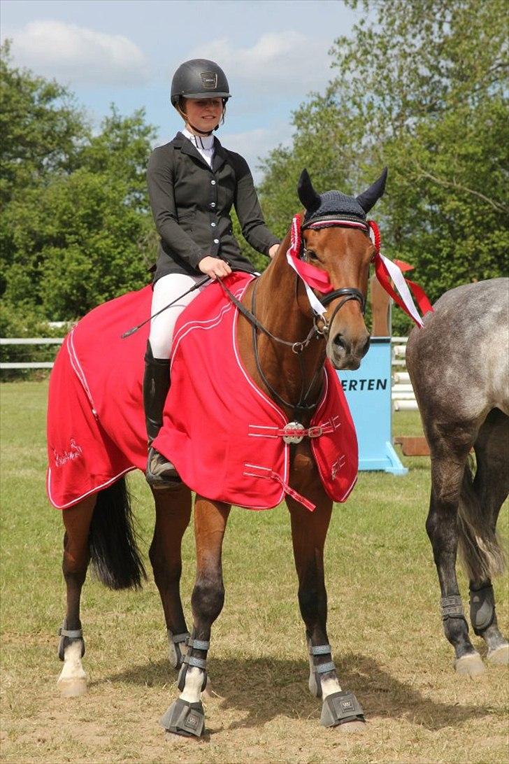 Dansk Varmblod Future Latino (Tino) billede 12