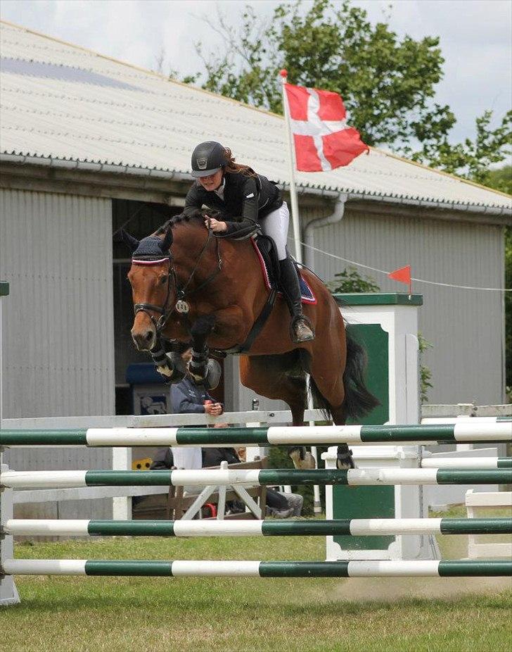 Dansk Varmblod Future Latino (Tino) billede 13