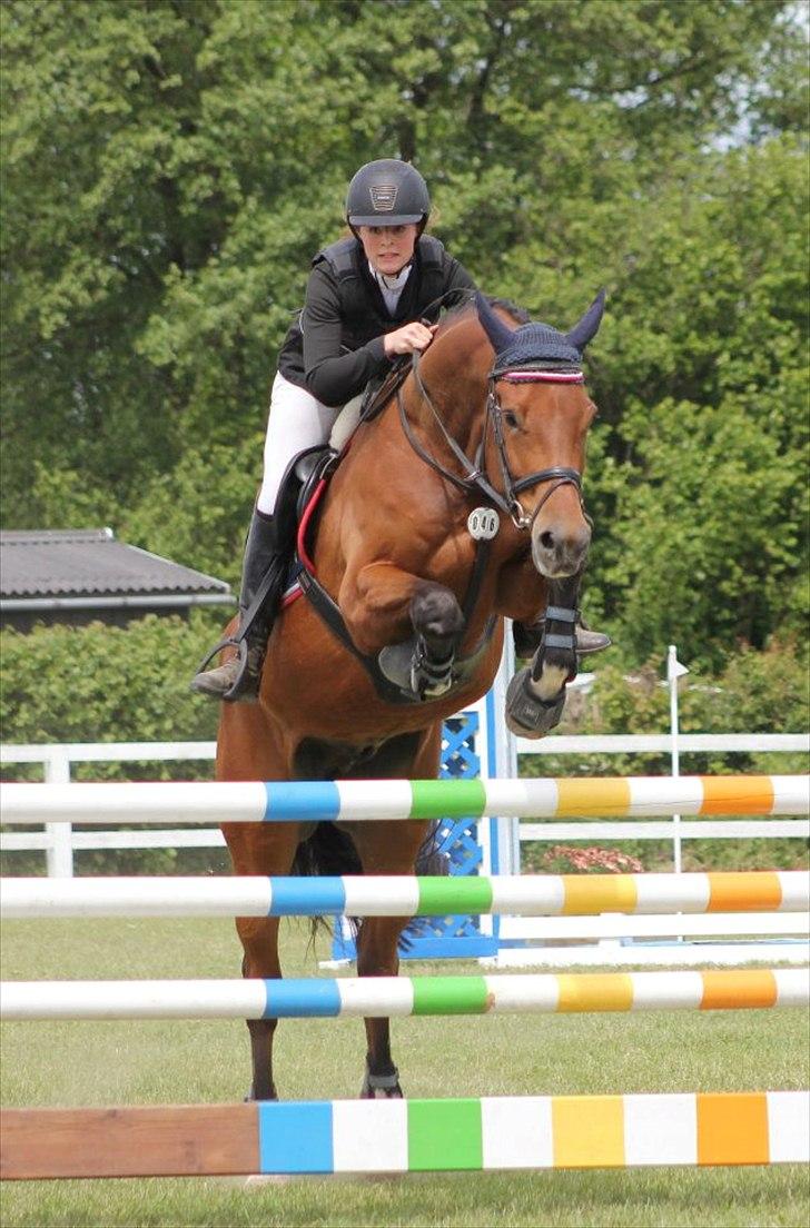 Dansk Varmblod Future Latino (Tino) billede 14